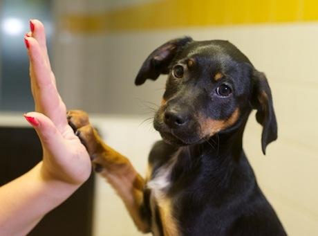 dogs-trust-paws-2013-460.jpeg